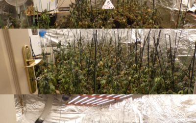 Detinguts cinc implicats en una plantació de marihuana en un pis del Prat